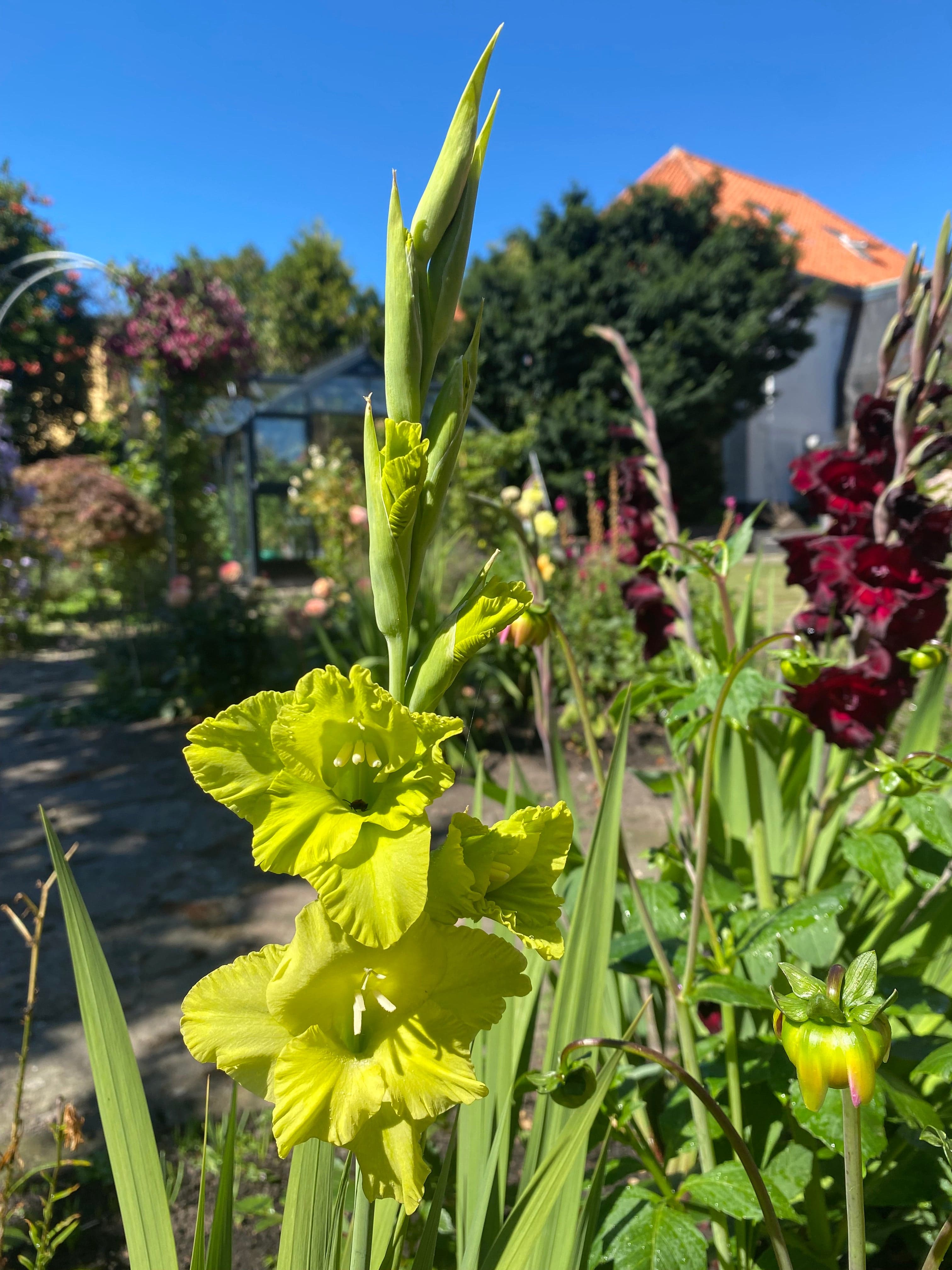 Gladiolus 'Green Star'